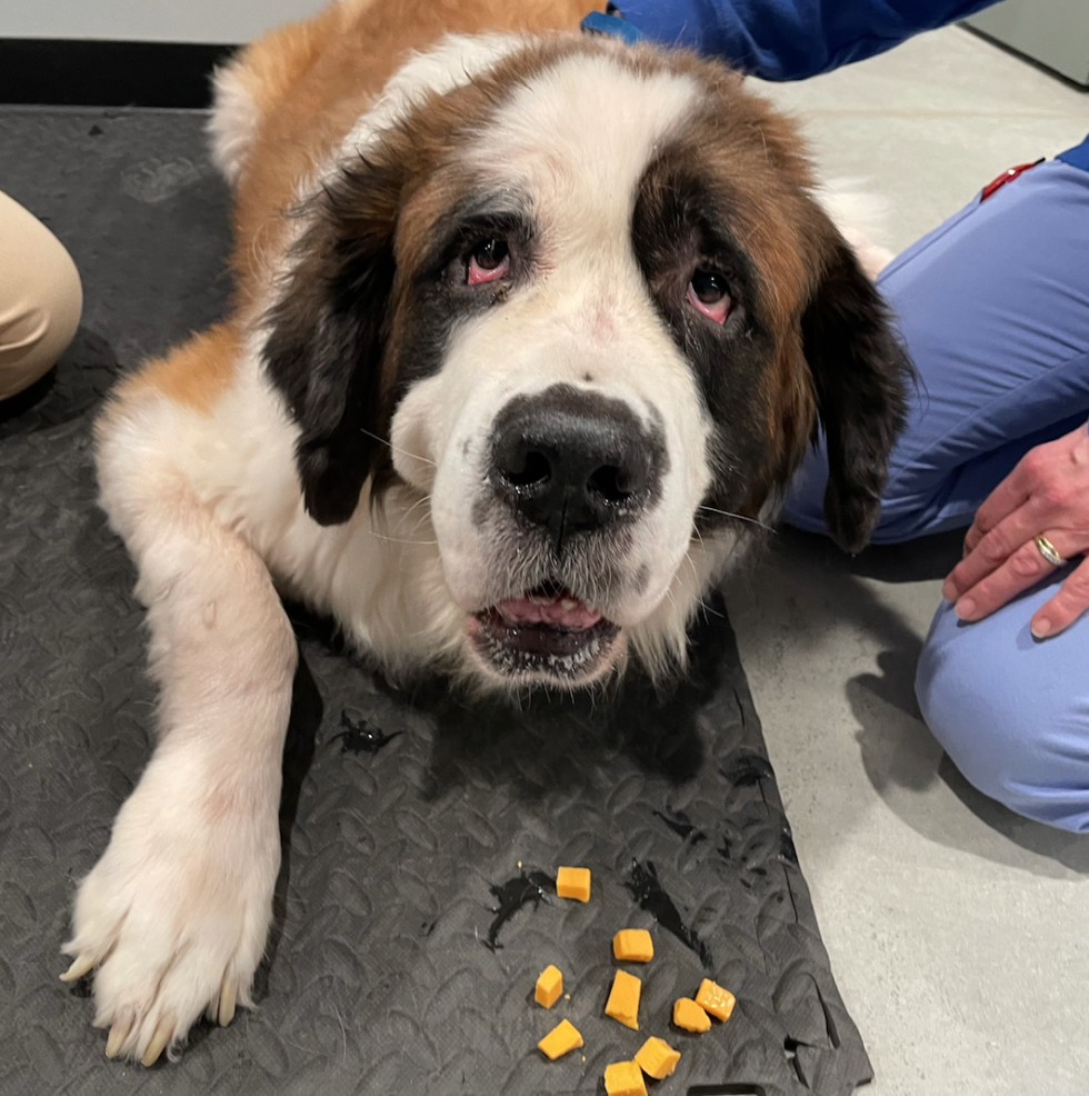 Nonprofit Veterinary Clinic MCHA