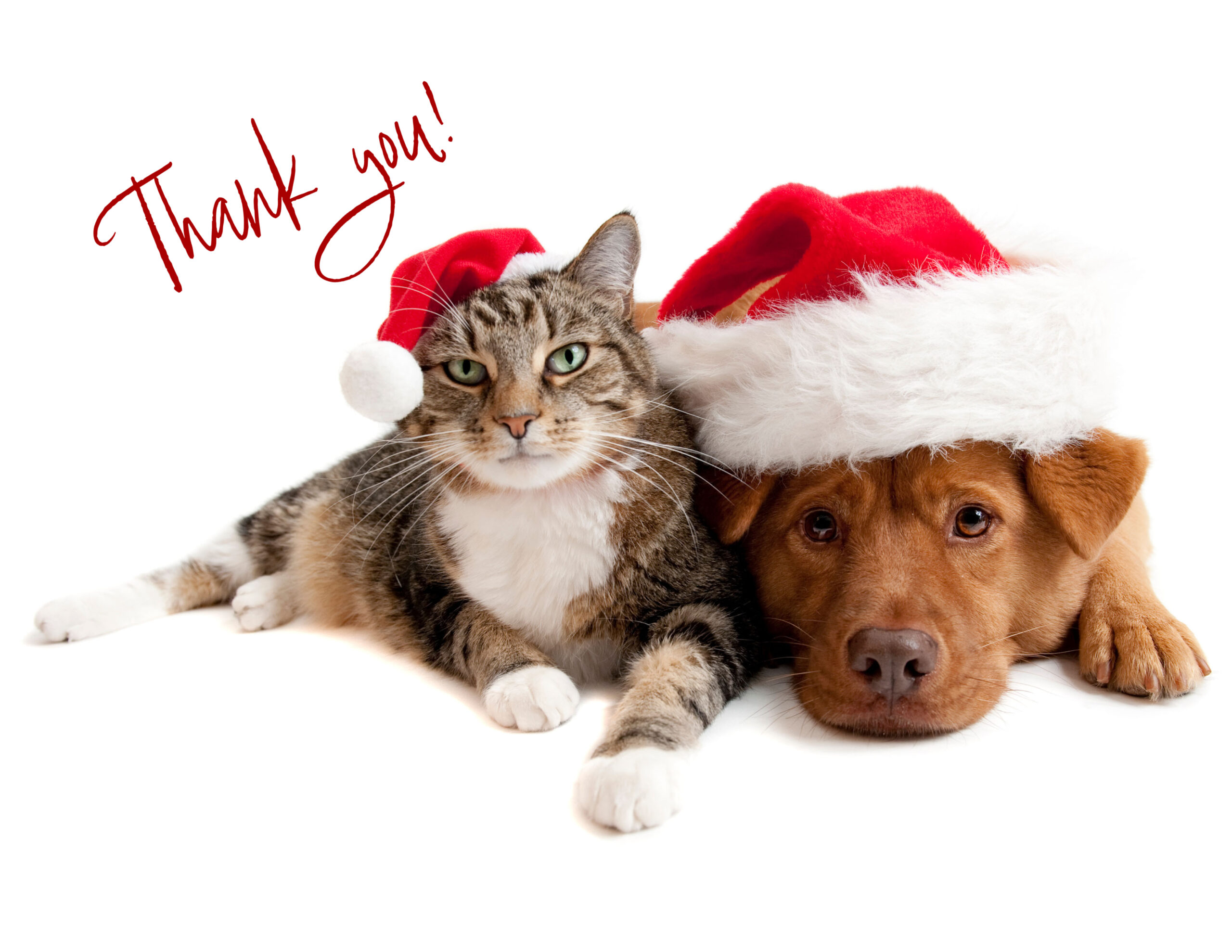 donationpets-1 (1)