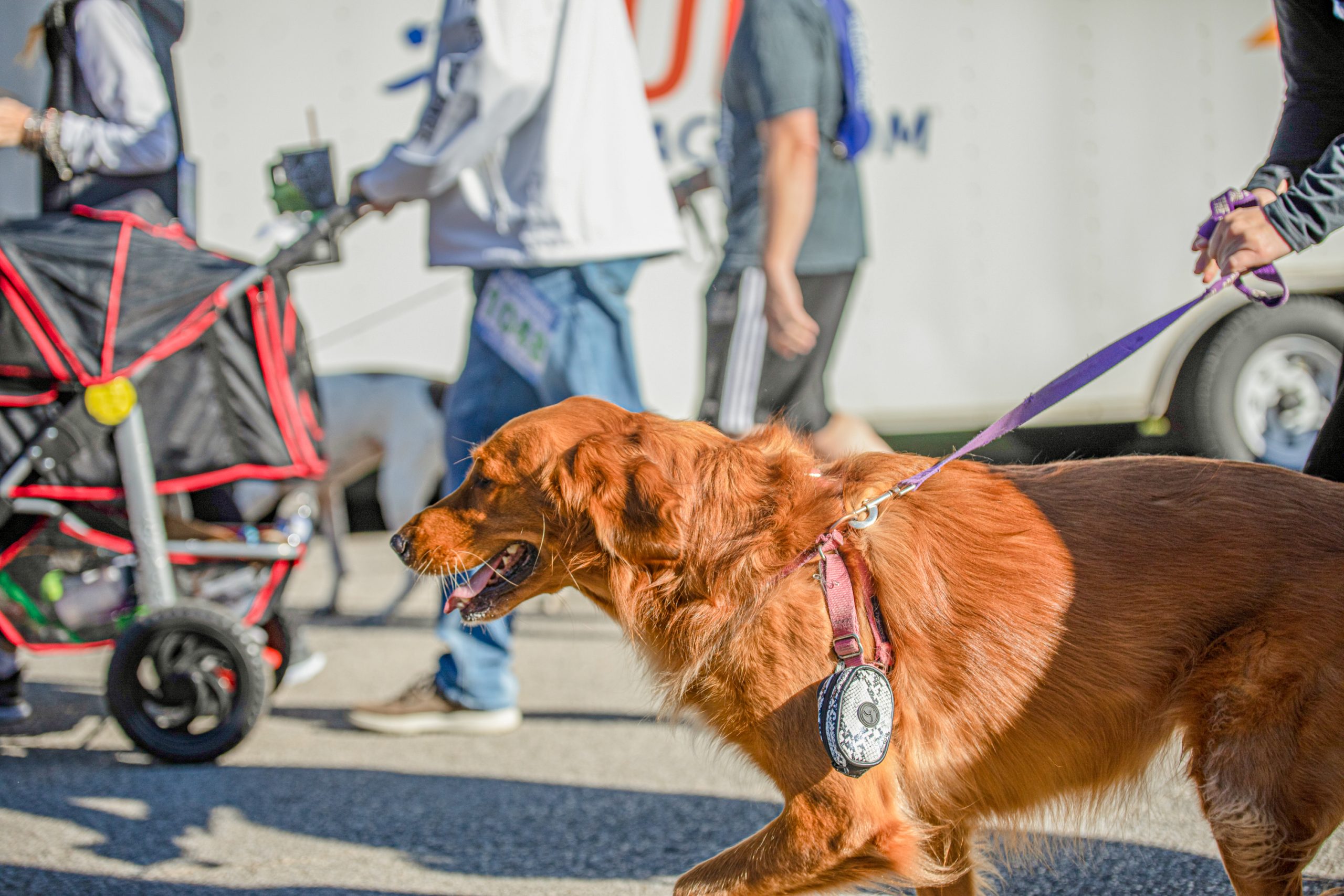 MCHA 2022 Run for The Animals-143