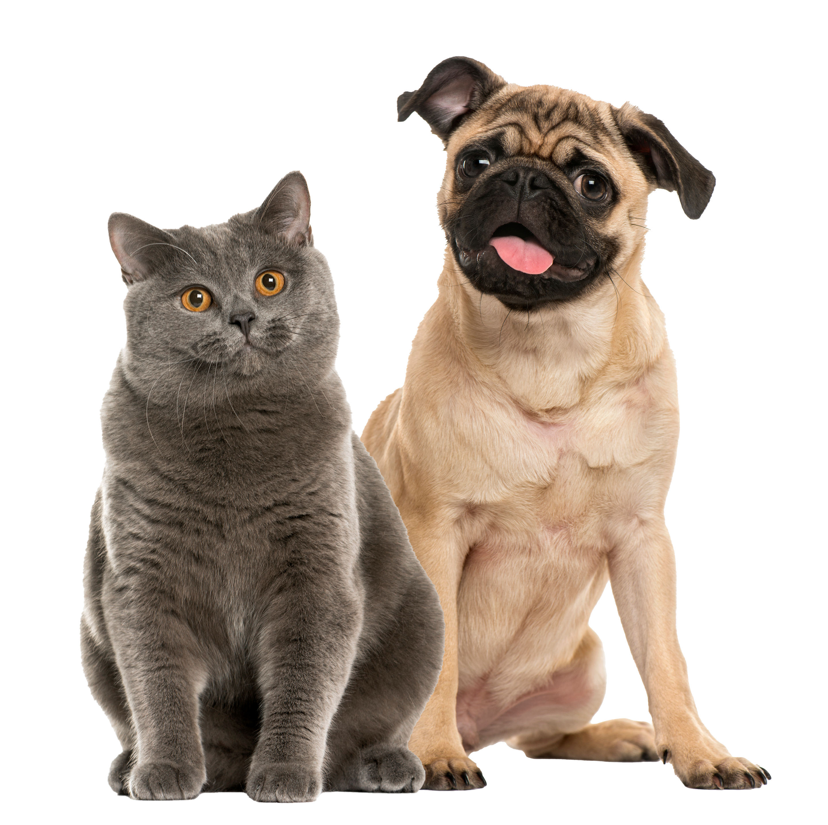 cat-and-dog-vaccine-clinics